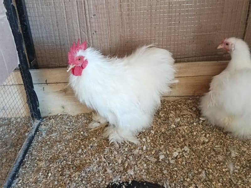 Red porcelain Cochin bantam chicks 1