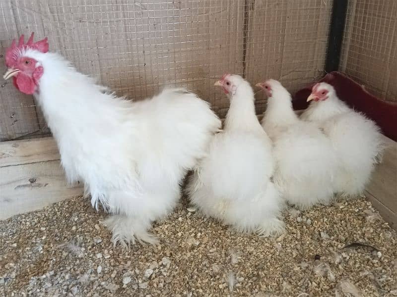 Red porcelain Cochin bantam chicks 2