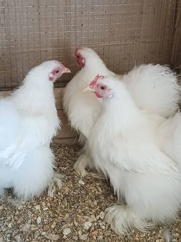 Red porcelain Cochin bantam chicks 3