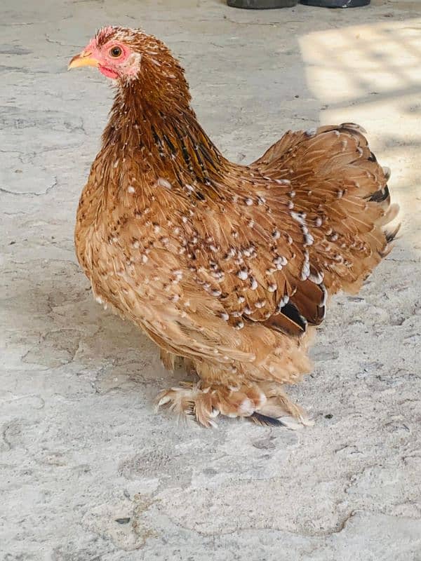 Red porcelain Cochin bantam chicks 5