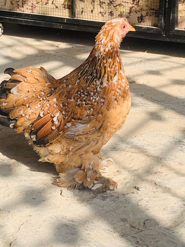 Red porcelain Cochin bantam chicks 6