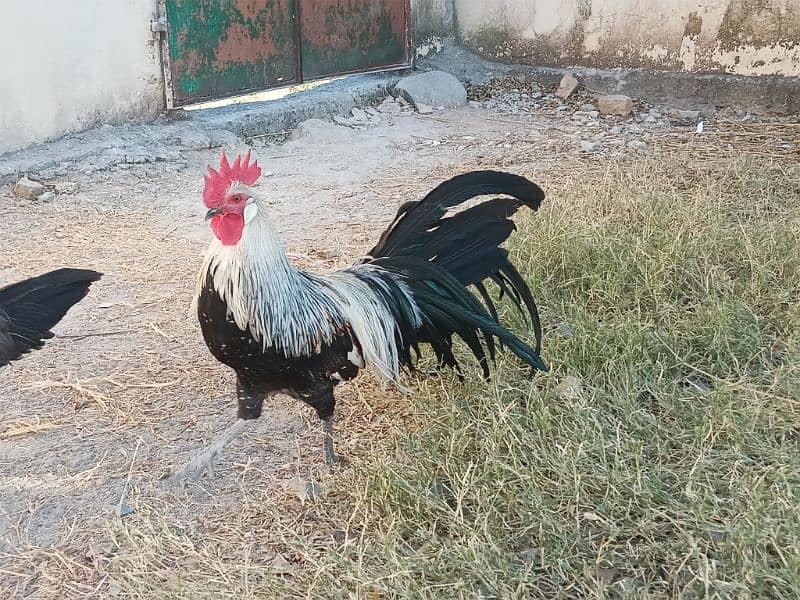 Red porcelain Cochin bantam chicks 7