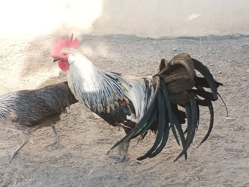 Red porcelain Cochin bantam chicks 9