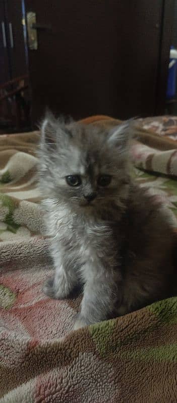 kitten for sale 2