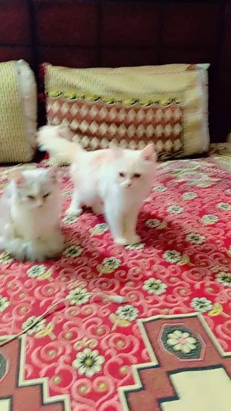 persion cat pair 2