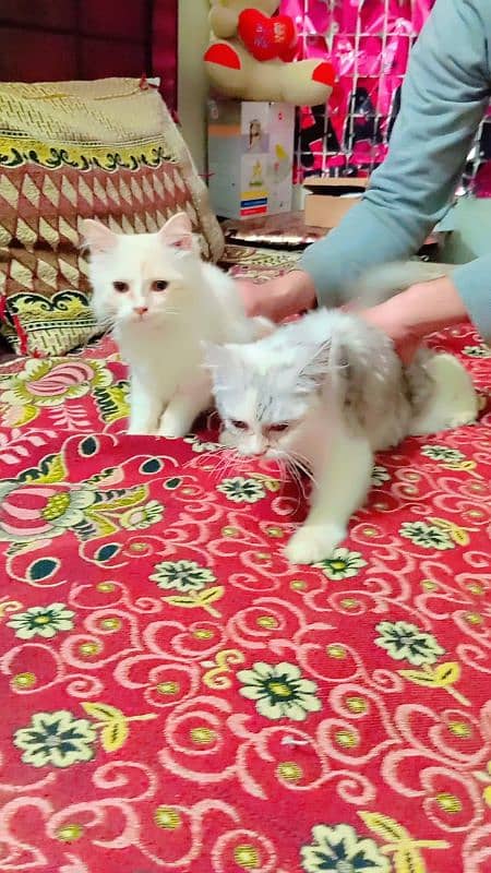 persion cat pair 3