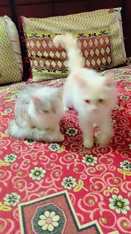 persion cat pair 4