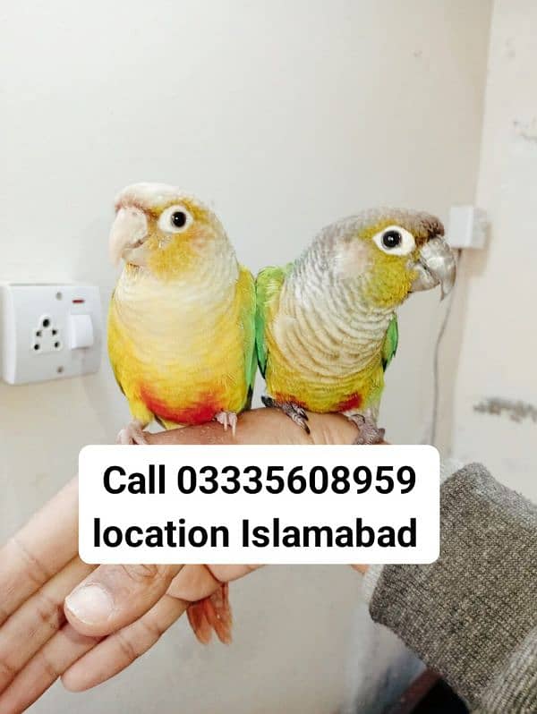 Single 8000 Hand Tamed Full Friendly Conure Parrots Male/Female 0