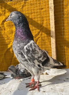 Teddy pigeons bredr pair