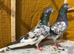 Teddy pigeons bredr pair