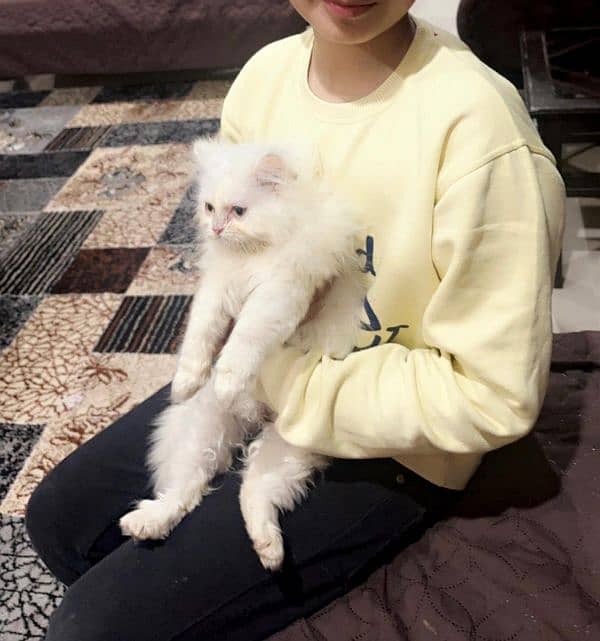 4 months old Persian cat 0