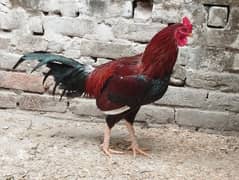 pure breed, young, energetic, jungle fowl for sale