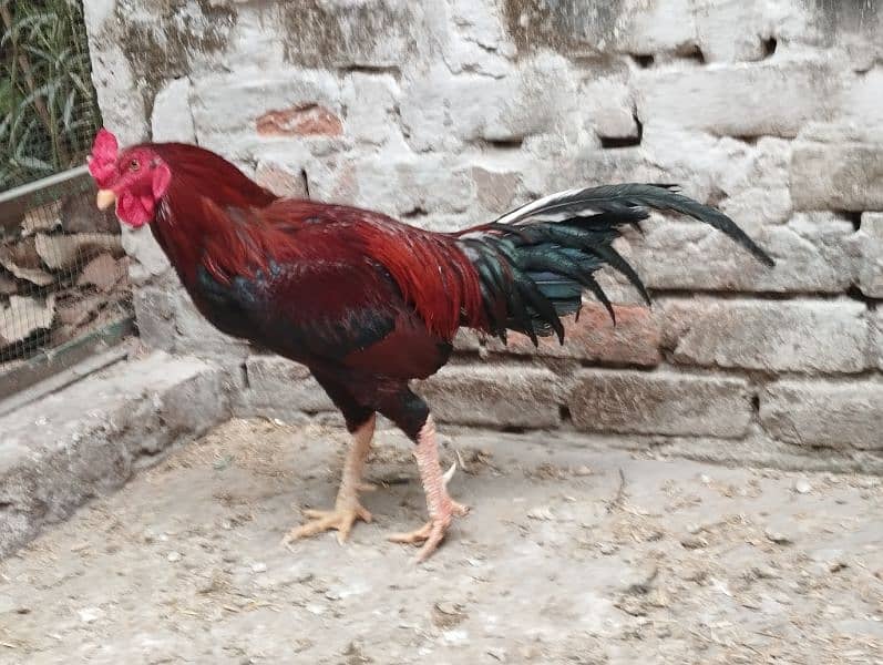 pure breed, young, energetic, jungle fowl for sale 1