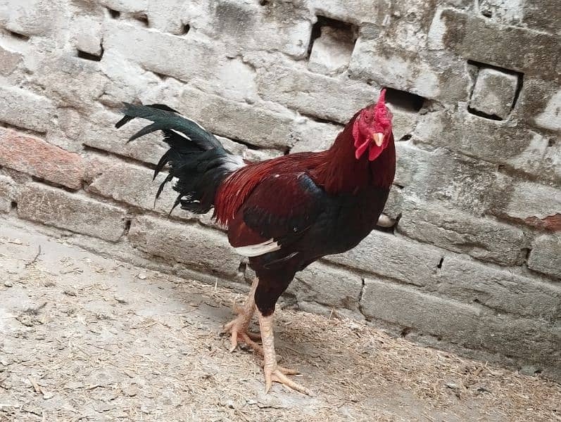 pure breed, young, energetic, jungle fowl for sale 2