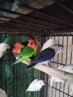 lovebirds breeder pieces