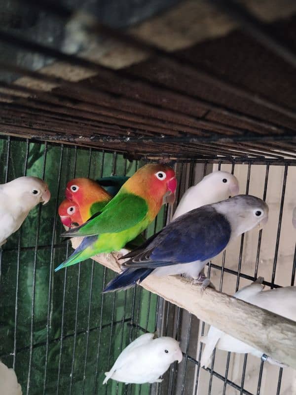 lovebirds breeder pieces 1