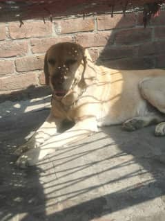 labrador male full healthy and active