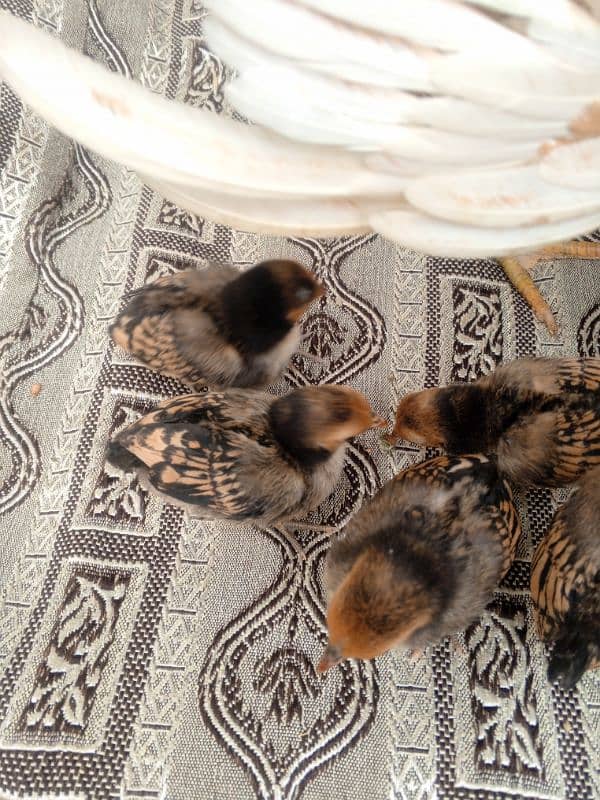 Golden sebright chicks 2