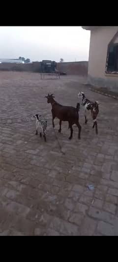 3 goats urgent sale