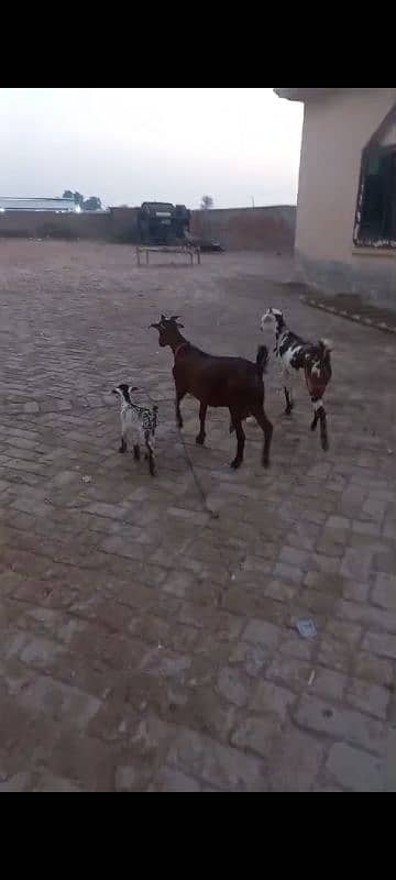 3 goats urgent sale 0