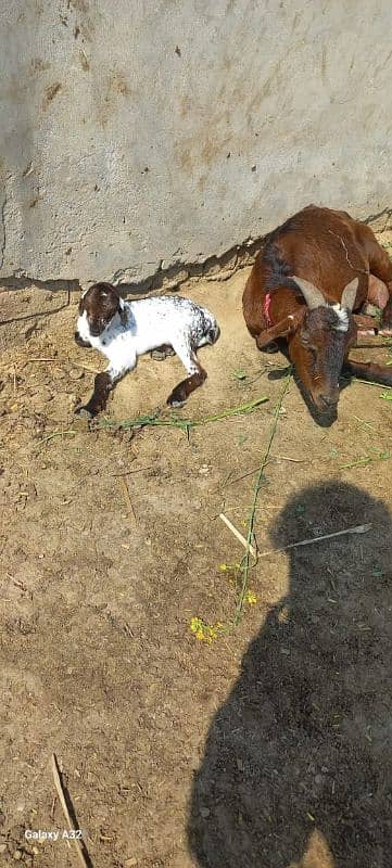 3 goats urgent sale 2