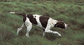 ENGLISH POINTER