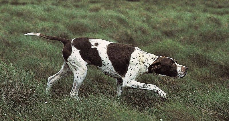 ENGLISH POINTER 0