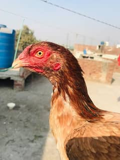 assel murgi mianwali breed age 2 years