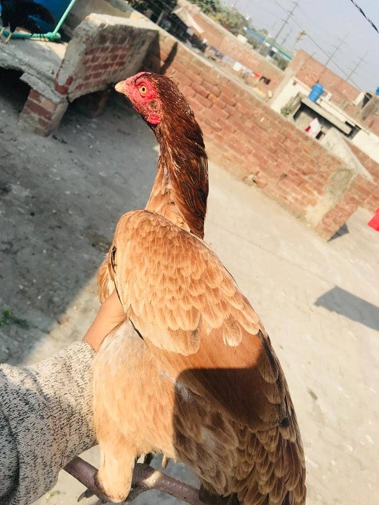 assel murgi mianwali breed age 2 years 3