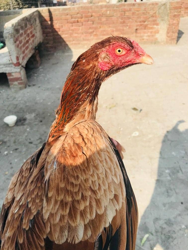 assel murgi mianwali breed age 2 years 7