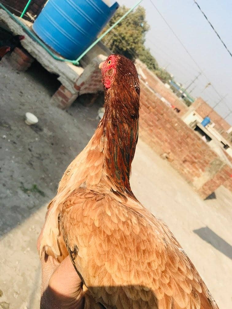 assel murgi mianwali breed age 2 years 9