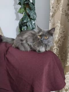 Full Persian Cat