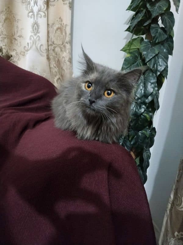 Full Persian Cat 1