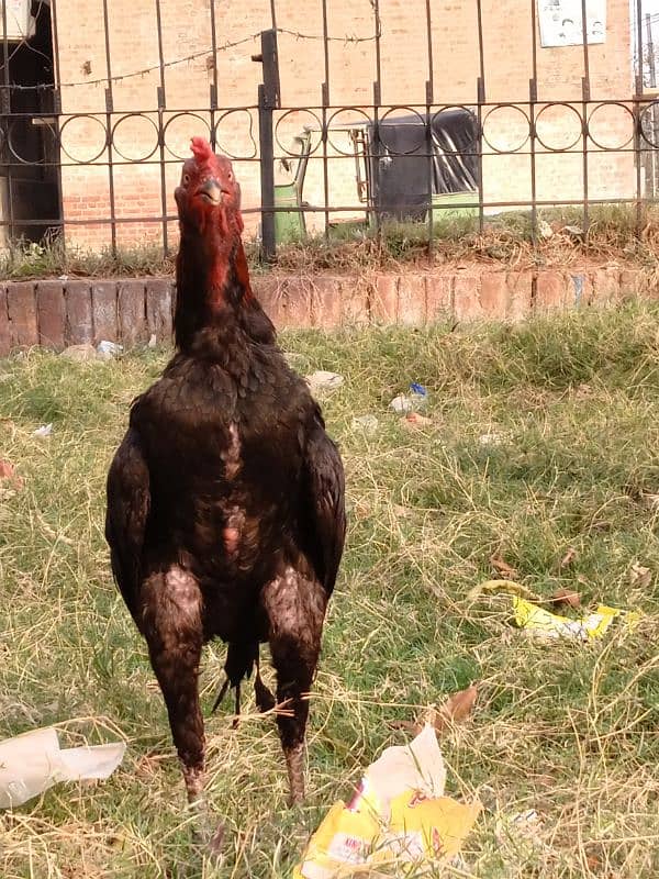 Aseel Thai bird age 8 month full tyaar first time breeding 6