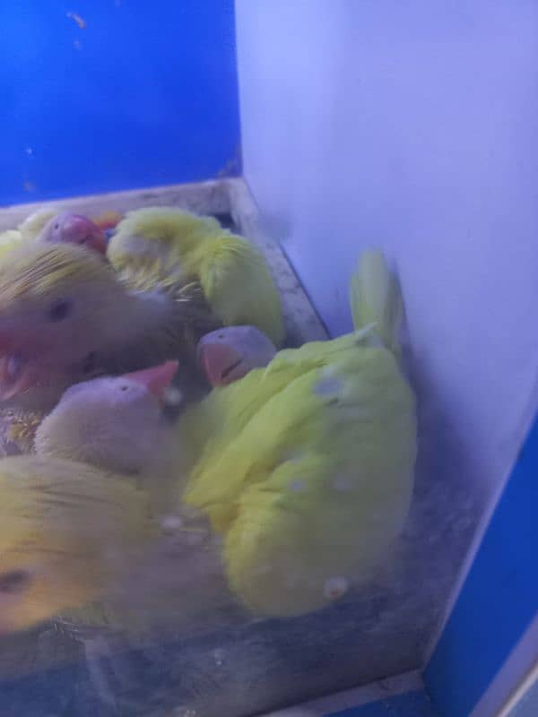 white ringneck pair agr 2 mah 5 din yellow ringneck chiks 2