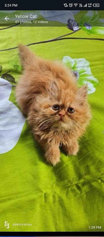 Persian cat for sale male or female 03230097122 my WhatsApp 0