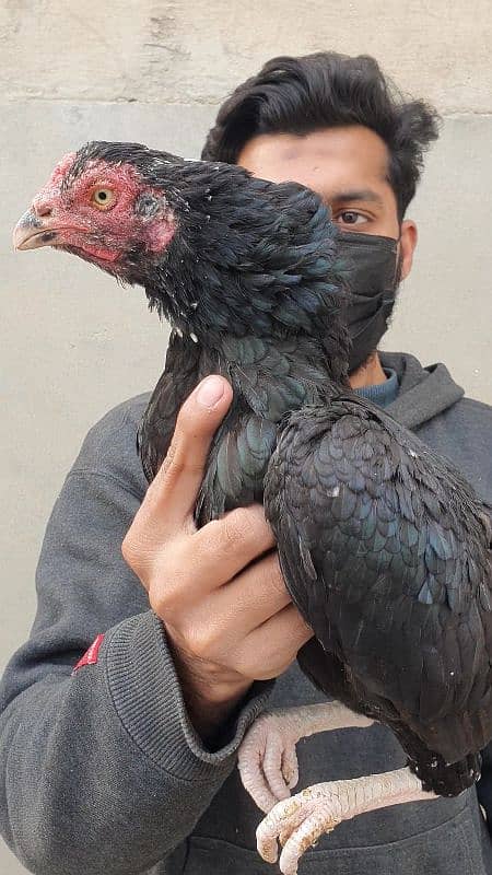 heera white pathi and mushki black aseel hen for sale 1