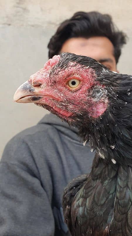 heera white pathi and mushki black aseel hen for sale 6