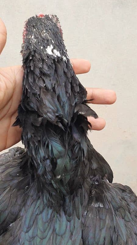 heera white pathi and mushki black aseel hen for sale 13