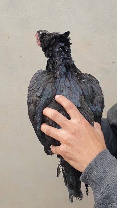 heera white pathi and mushki black aseel hen for sale 14