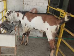 Bakra |makhi cheena| Breader Bakra for sale