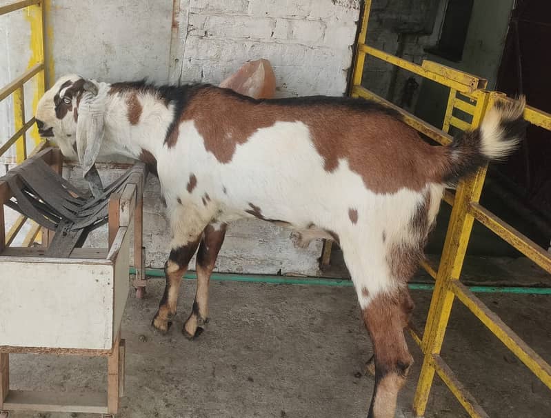 betal Bakra |sahiwal bital nasal  Breader Bakra for sale 0