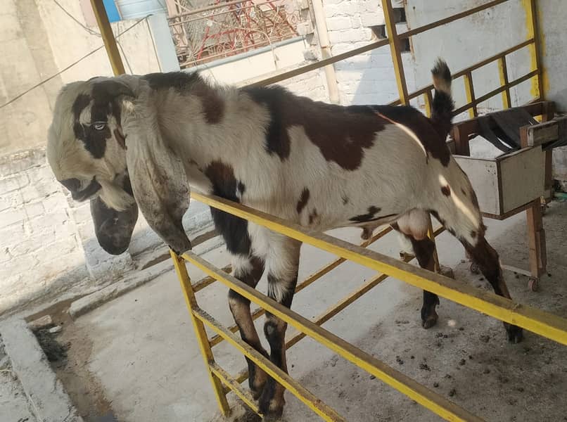 betal Bakra |sahiwal bital nasal  Breader Bakra for sale 1