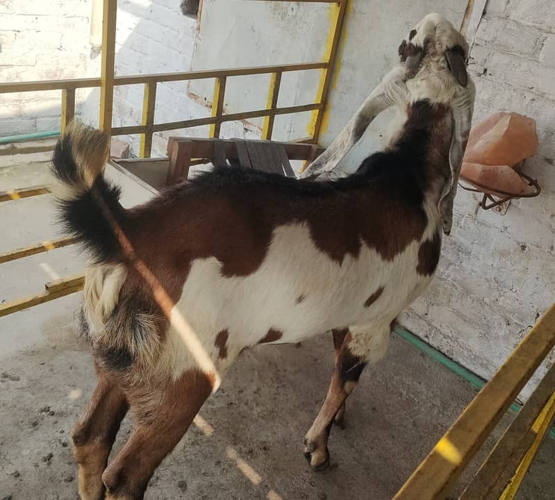 betal Bakra |sahiwal bital nasal  Breader Bakra for sale 2