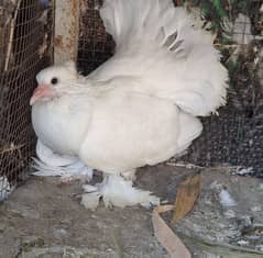 American Luckka Self Chick for sale