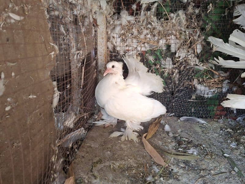 Sentinent Chocklate Cherray Chick and American Chick for sale 16