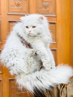 Persian cats / kittens for sale