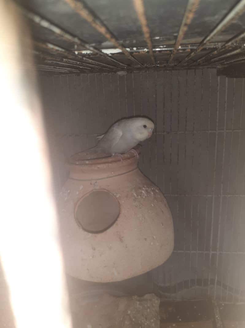 Budgies spilt hogoromo ,red eyes and normal 1