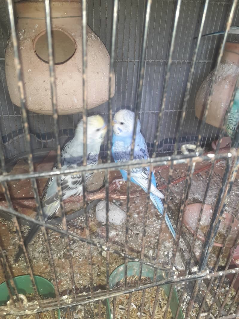 Budgies spilt hogoromo ,red eyes and normal 5