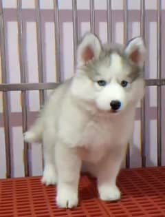 Siberianhusky puppie